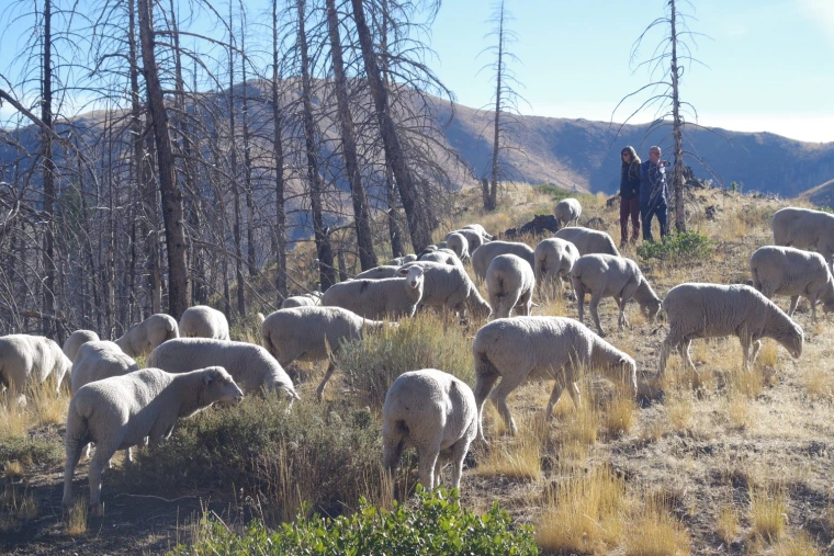 Sheep grazing on grass in the mountains