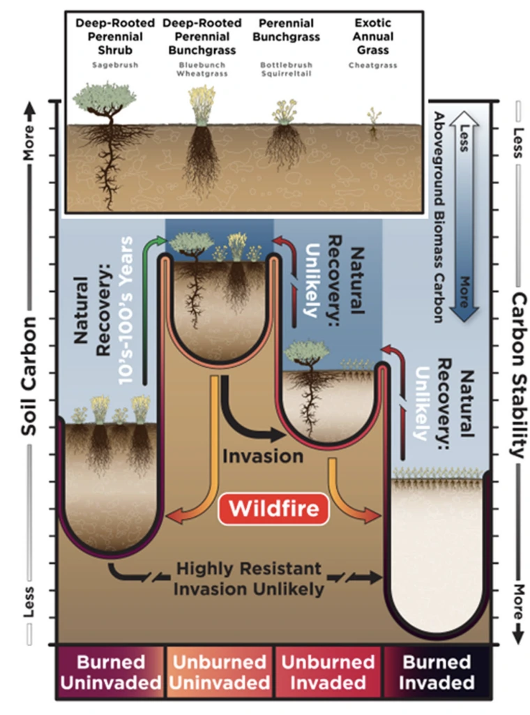 Ball-and-cup diagram conceptualizing results on changes in soil carbon resulting from plant community state transitions associated with exotic annual grass invasion and wildfire.