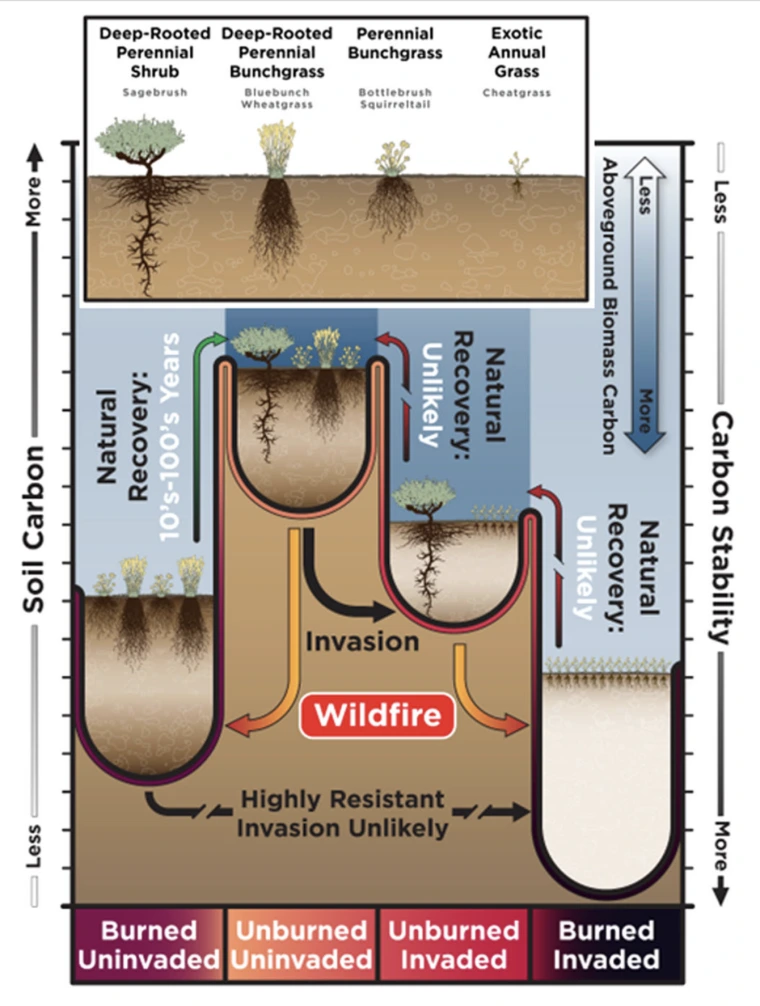 Soil carbon response to wildfire conditions