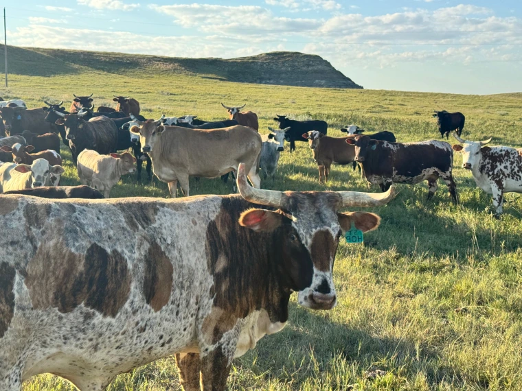 American Bucking Bull herd
