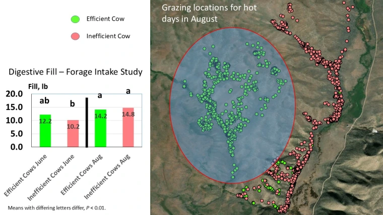 Cattle distribution on rangeland contrast