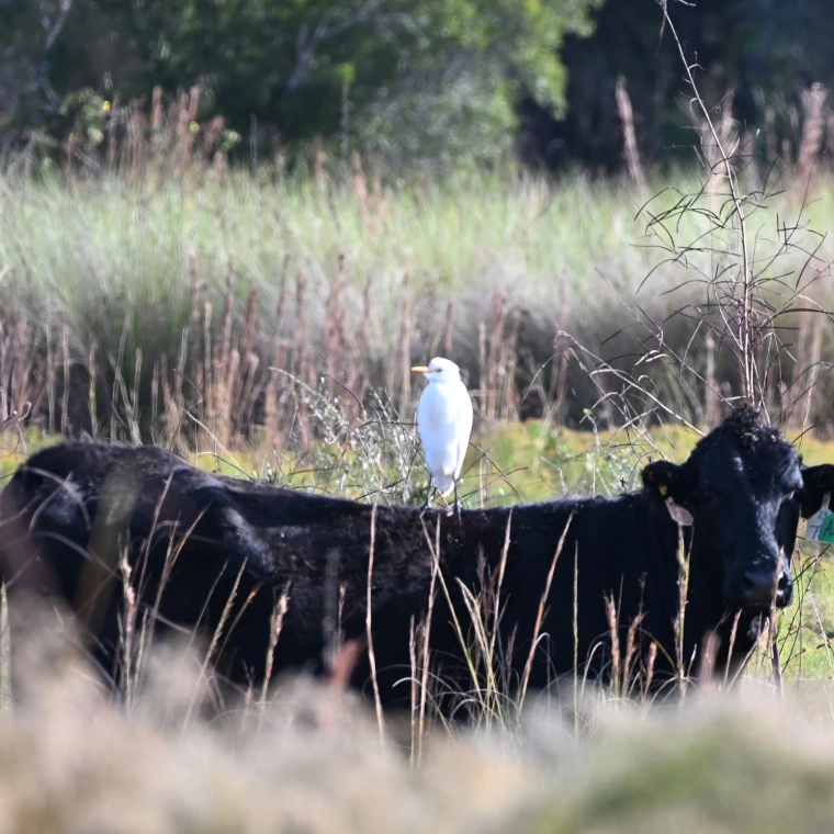 Cow with bird at Buck Island Ranch