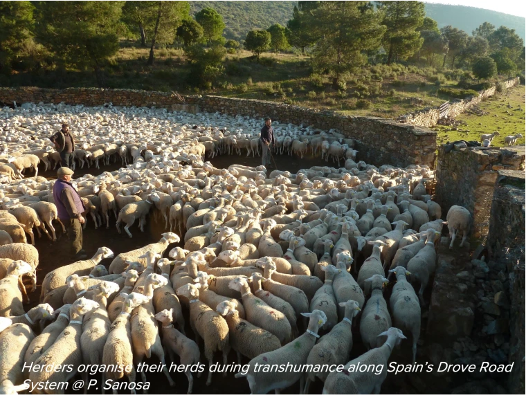 Herders organise their herds during transhumance along Spain’s Drove Road System @ P. Sanosa 